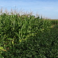 corn and soybean