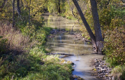 Creek With Tree